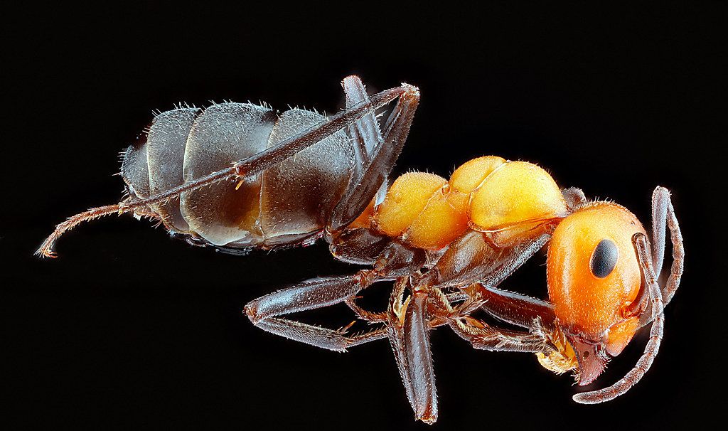 Ant Control service in Joplin, MO
