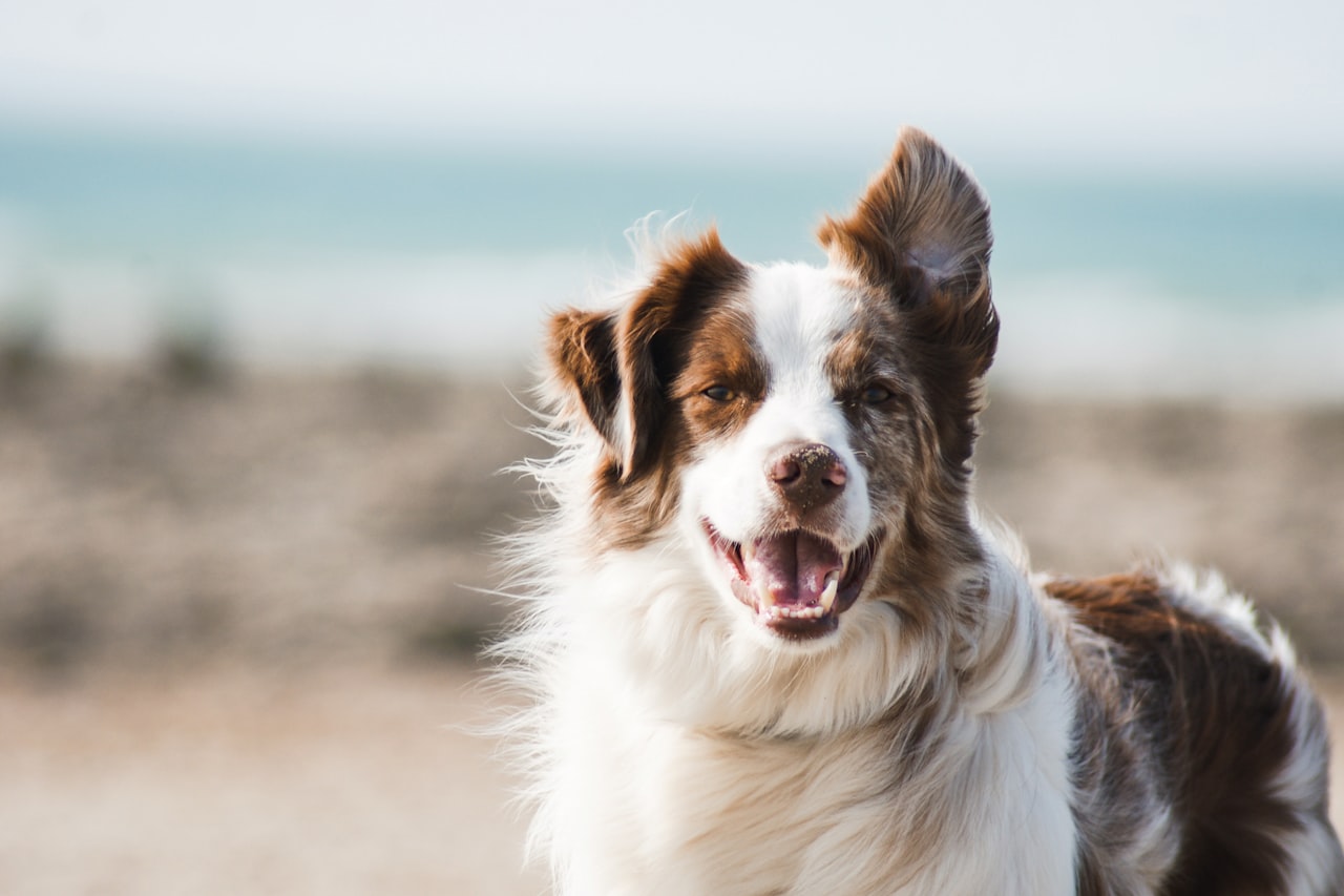 Flea & Tick Control service in Joplin, MO