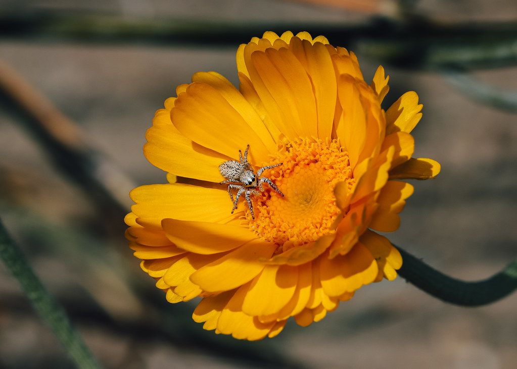 Spider Control service in Joplin, MO